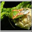 Cyphostethus tristriatus - Buntrock 02.jpg